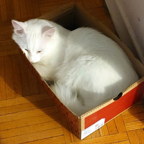 Adorable cat in a box to look at while shopping - Picture 1 of 1